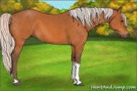 Horse Color:Silver Buckskin Tobiano 
