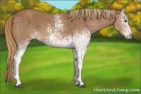 Horse Color:White Spotted Chestnut 