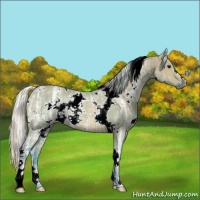 Horse Color:Watercolor White Spotted Silver Brown Ice Dun Rabicano 