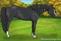 Horse Color:Black Sabino 