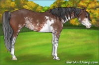 Horse Color:Bay Sabino