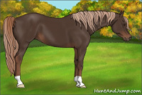 Horse Color:Liver Chestnut 