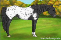 Horse Color:Black Appaloosa
