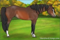 Horse Color:Bay Sabino 
