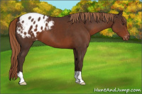 Horse Color:Liver Chestnut Appaloosa 