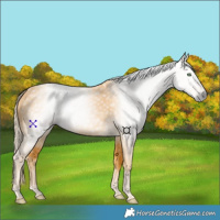 Horse Color:Gray Palomino