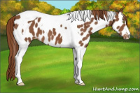 Horse Color:Chestnut Tobiano Near Leopard 