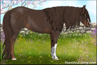 Horse Color:Liver Chestnut 