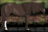 Horse Color:Liver Chestnut 