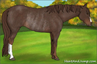 Horse Color:Liver Chestnut Rabicano