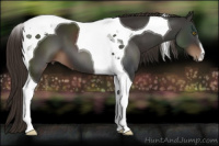 Horse Color:Liver Chestnut Tobiano