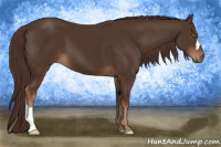 Horse Color:Liver Chestnut 