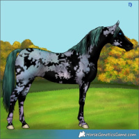 Horse Color:Void Watercolor White Spotted Liver Red Dun Splash Rabicano 