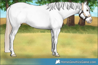Horse Color:Chocolate Palomino Sabino Snowflake Varnish 
