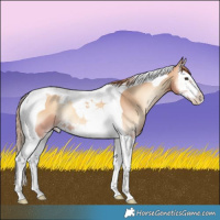 Horse Color:Gold Champagne Onyx Splash Tobiano