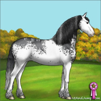 Horse Color:White Spotted Black Splash 