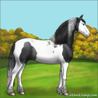 Horse Color:Black Splash Tobiano Rabicano 