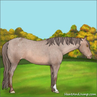 Horse Color:Sable Champagne Appaloosa 
