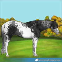 Horse Color:Black Ice Tobiano Rabicano