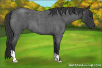 Horse Color:Blue Roan 