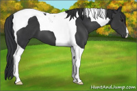 Horse Color:Black Tobiano