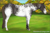 Horse Color:White Spotted Smoky Black Appaloosa Rabicano 