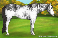Horse Color:White Spotted Liver Chestnut Ice Rabicano 