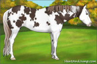 Horse Color:White Spotted Liver Chestnut Splash 