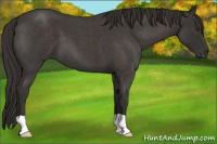 Horse Color:Liver Red Roan 