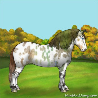 Horse Color:Buckskin Dun Splash Near Leopard 