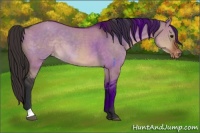Horse Color:Brown Dun Appaloosa 