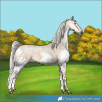 Horse Color:Silver Buckskin Roan Splash