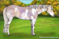 Horse Color:Silver Bay Roan Dun Splash 
