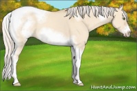 Horse Color:Silver Classic Champagne Dun Sabino Splash Tobiano Frame
