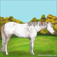 Horse Color:Gray White Spotted Smoky Creme Tobiano Blanket