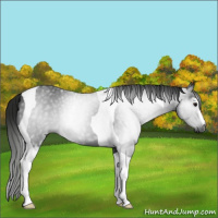 Horse Color:Gray White Spotted Smoky Black Tobiano