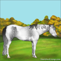 Horse Color:Gray Smoky Black Tobiano Frame 