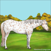 Horse Color:White Spotted Red Roan Near Leopard 