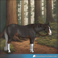 Horse Color:Liver Chestnut Splash Rabicano 