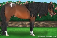Horse Color:Brown Appaloosa 