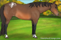 Horse Color:Bay Appaloosa 