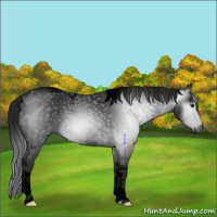 Horse Color:Gray Void Black Tobiano 