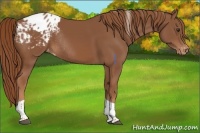 Horse Color:Chestnut Tobiano Blanket Rabicano 