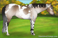 Horse Color:Gray Bay Dun Tobiano Rabicano 