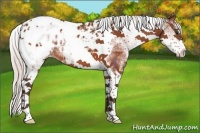Horse Color:White Spotted Silver Bay Tobiano Appaloosa 