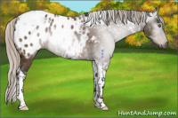 Horse Color:Gray Silver Buckskin Tobiano Appaloosa 