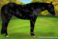 Horse Color:Gray Void Liver Chestnut Splash Tobiano Appaloosa Rabicano