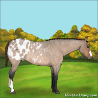 Horse Color:Brown Roan Dun Appaloosa Rabicano