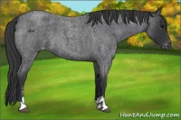 Horse Color:Blue Roan Sabino Appaloosa 