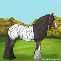 Horse Color:Grullo Appaloosa 